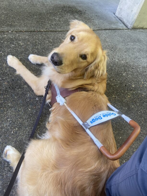 Kudo relaxing in harness after finding an excellent bench for his handler.