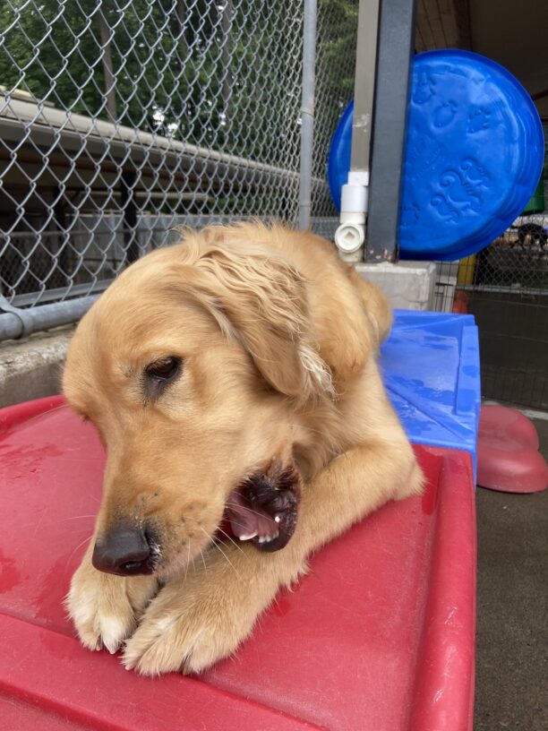 Kudo relaxing in community run with a good nylabone chew session.