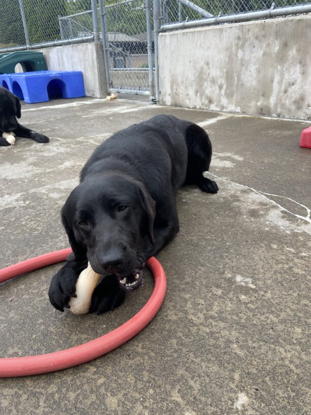 Nura relaxes in community run with a good nylabone chew session. She is unbothered by the fact that the hose is in the way!