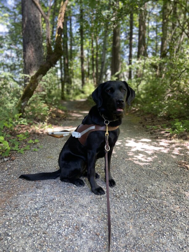 Female black Lab, Tabouli is pictured in harness on a local trail.