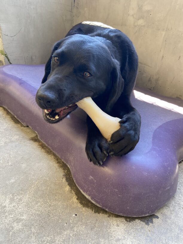 Female black Lab Tabouli chews on a Nylabone in community run.