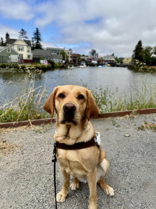 A red Labrador Retriever is sitting in harness. Behind her is the Petaluma river and a glimpse of downtown Petaluma.