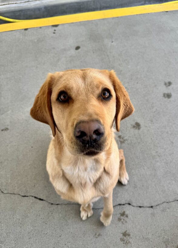A red Labrador Retriever is sitting in community run. She is staring softly into the camera.