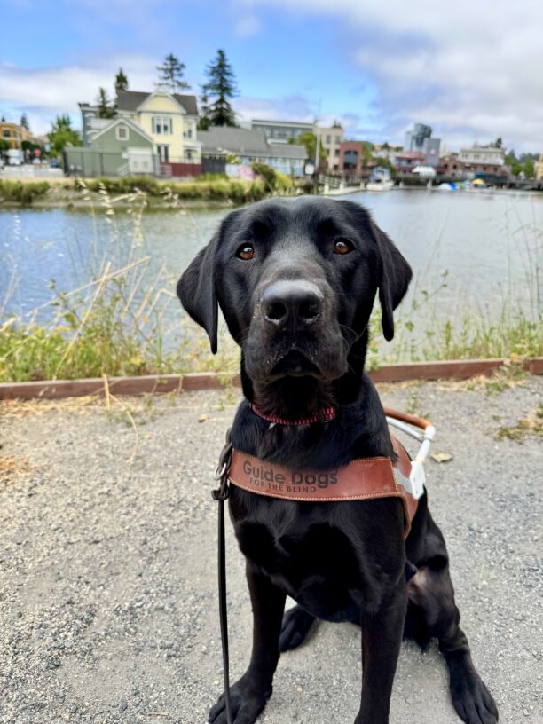 A black Labrador Retriever is sitting in harness. Behind him is the Petaluma river and a glimpse of the buildings located in downtown Petaluma.