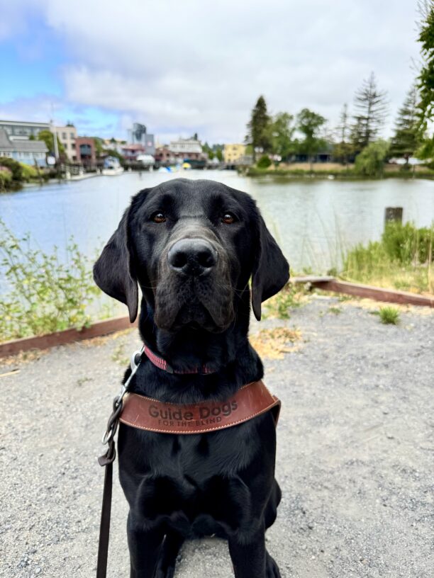 A black Labrador Retriever is sitting in harness. Behind her is the Petaluma river and a glimpse of the buildings located in downtown Petaluma.
