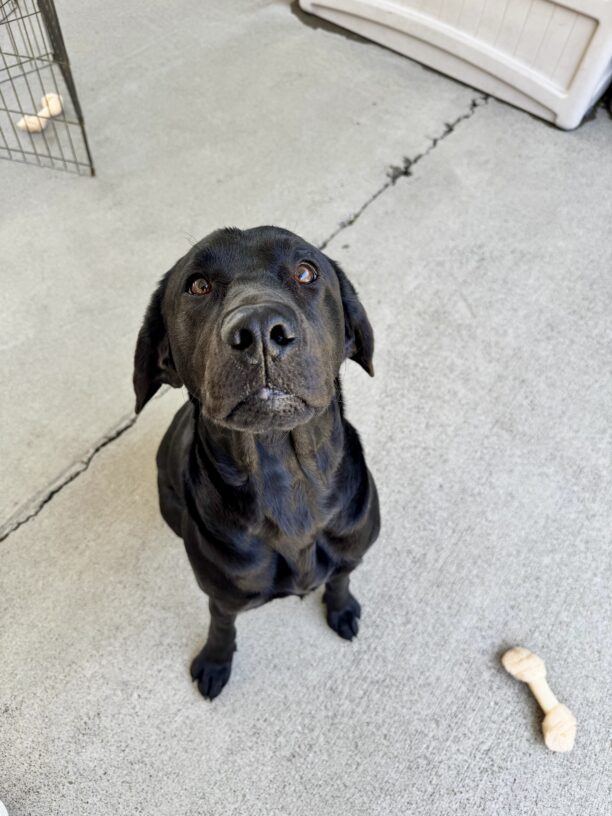 A black Labrador Retriever is sitting in community run. Nylabones can be seen all around her.