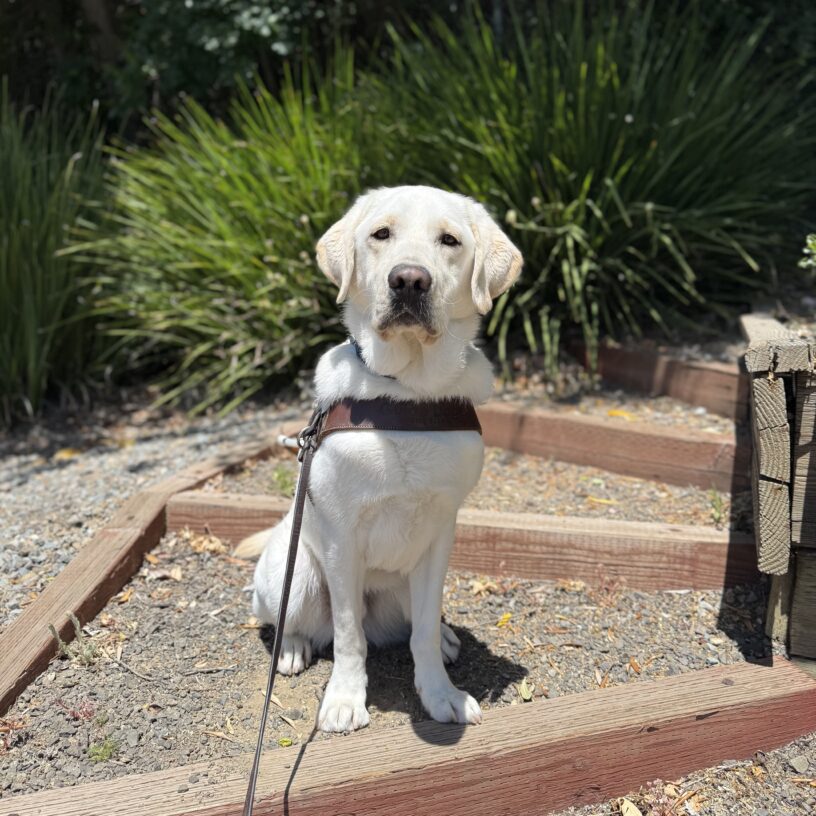Huck in harness, sitting on wooden steps with green foliage in the background.