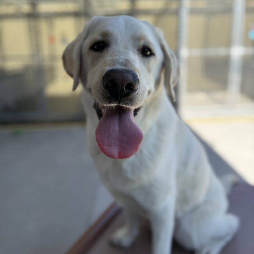 Huck sitting on a brown play structure looking at the camera with his tongue sticking out.