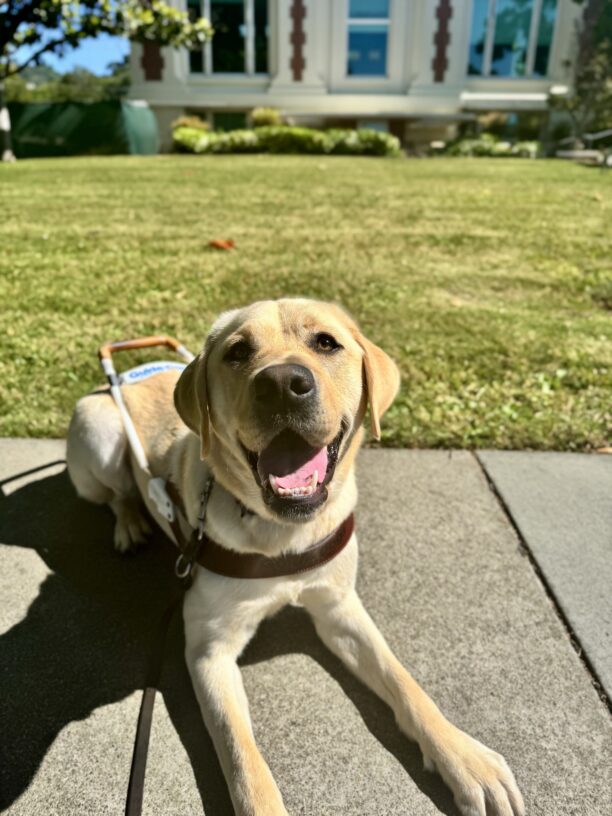 A yellow Labrador Retriever is laying down while wearing a harness. Behind him is grass and a large white building.
