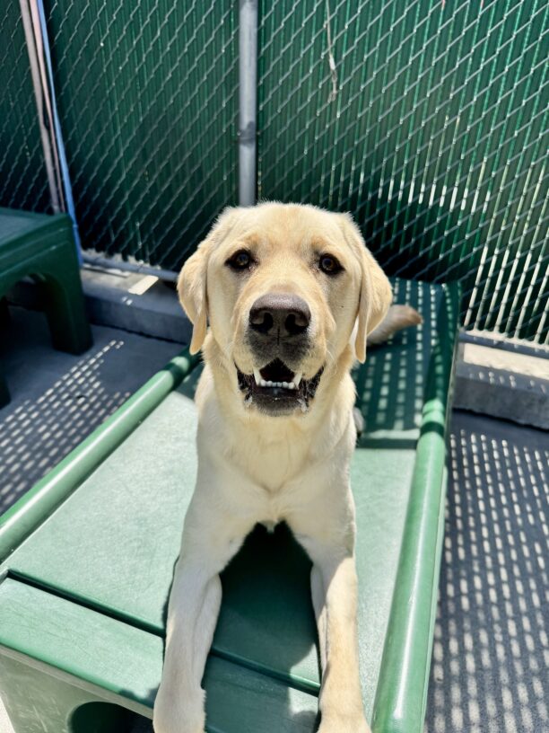 A yellow Labrador Retriever is laying down on a green play structure in community run. His mouth is open wide and he appears to be very happy.
