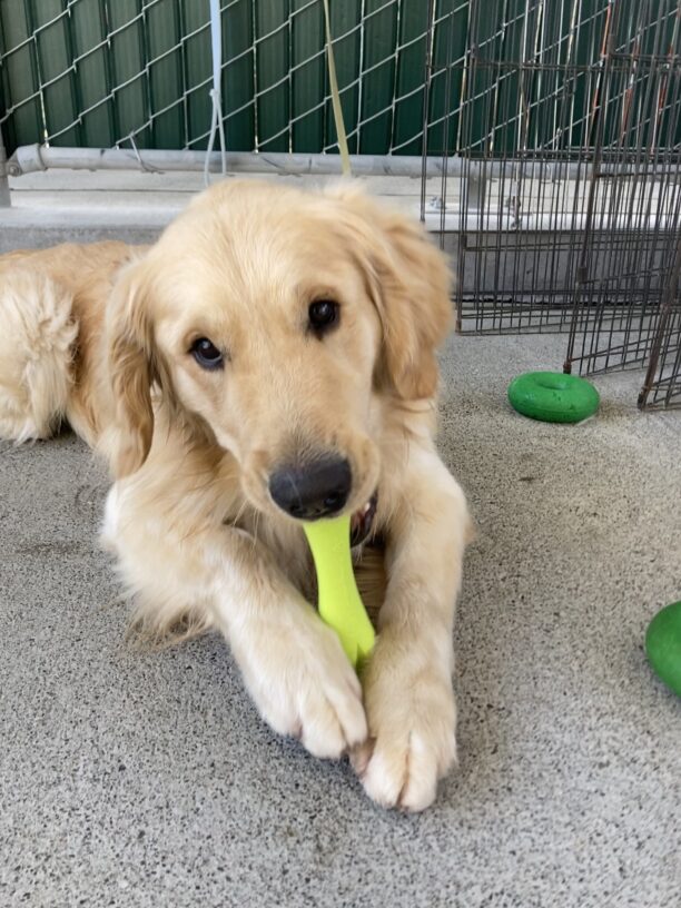 Merrick is laying in community run chewing on a green rubber toy. He is looking up at the camera.