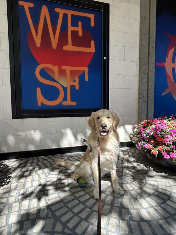 Merrick is wearing a guide dog harness and booties on his rear paws. He is seated on the sidewalk, looking at the camera with his mouth open in a smile. Behind him is a large mural that says 