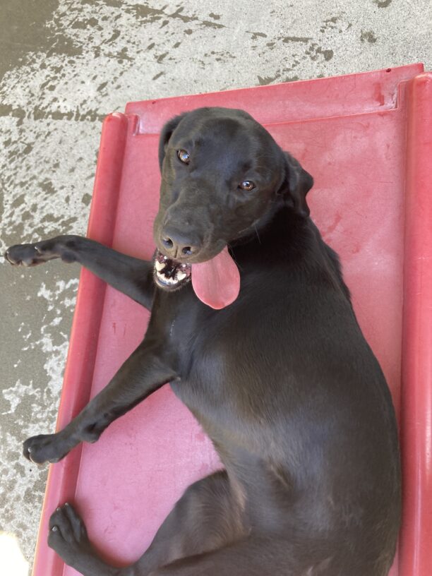 Odelia is laying on a red play structure in community run looking up at the camera. Her mouth is open and her tongue is flopping out to the side.