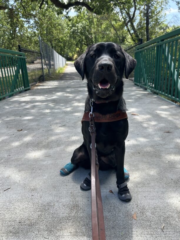 Odelia is wearing a guide dog harness and booties on all four paws. She is sitting on a concrete bridge, looking at the camera. In the background are trees and a bike pathway.