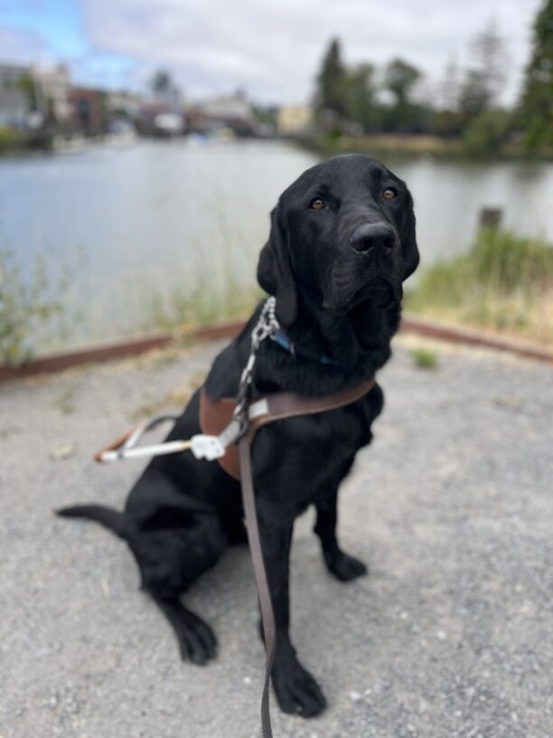 Magnus is sitting in harness, in front of a river with many old buildings surrounding the water. There are clouds and several trees in the background.