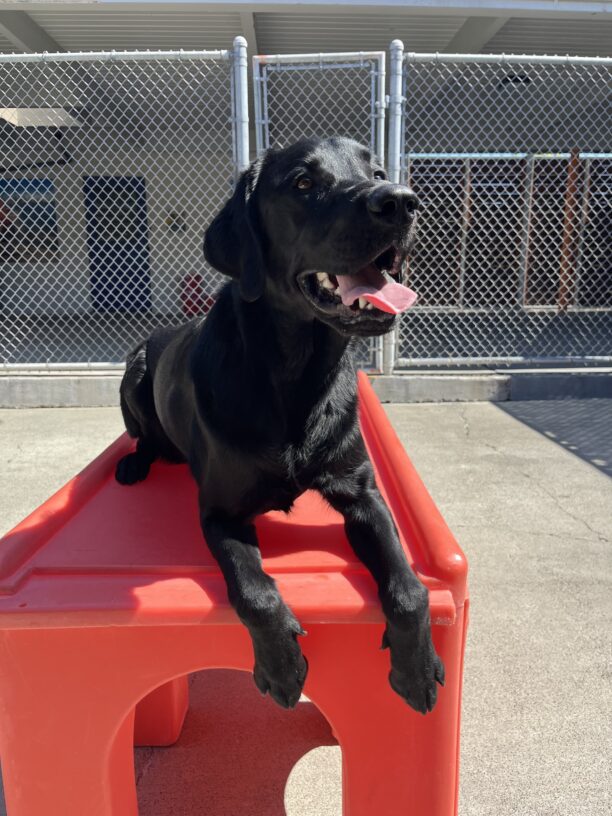 Magnus is pictured laying down on a large red piece of furniture in the gated community run area on campus. He appears to be smiling at the camera.