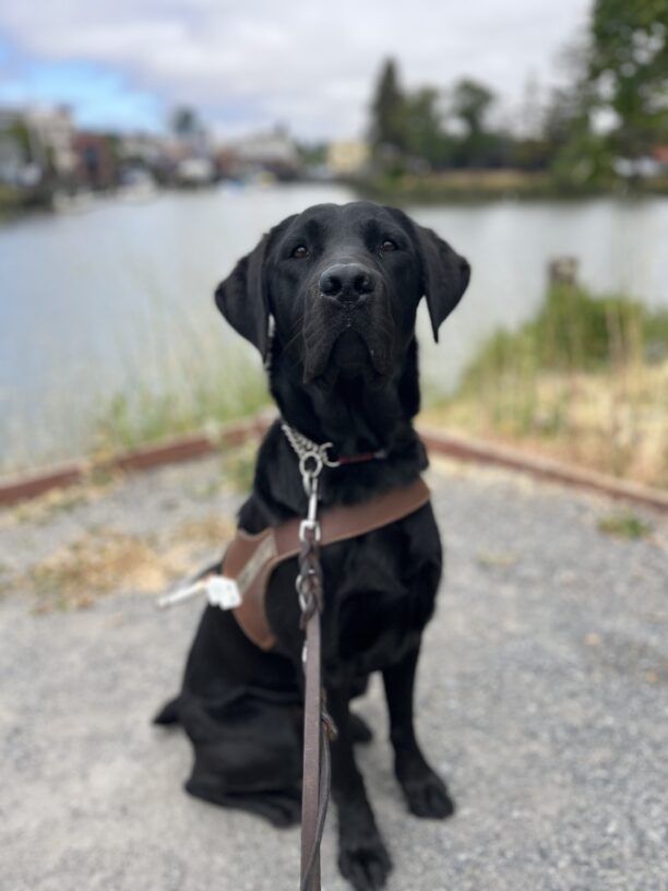 Kilby is sitting in harness, in front of a river with many old buildings surrounding the water. There are clouds and several trees in the background.
