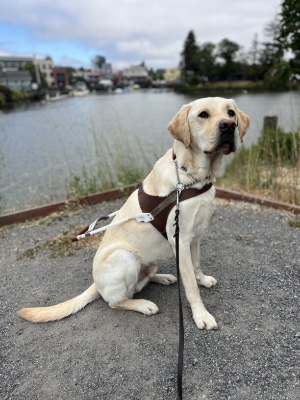 Searcher is sitting in harness, in front of a river with many old buildings surrounding the water. There are clouds and several trees in the background.