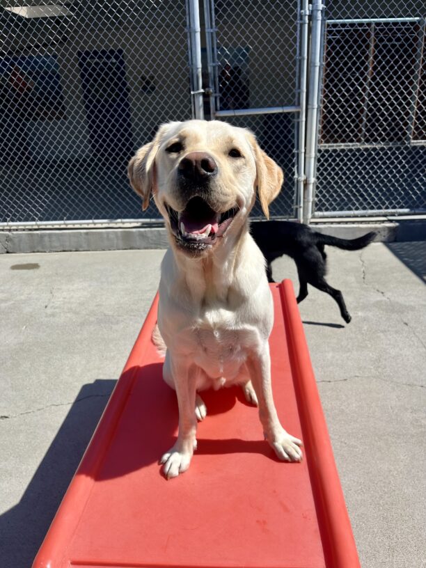 Searcher is pictured sitting on a large red piece of furniture in the gated community run area on campus. He appears to be smiling at the camera.