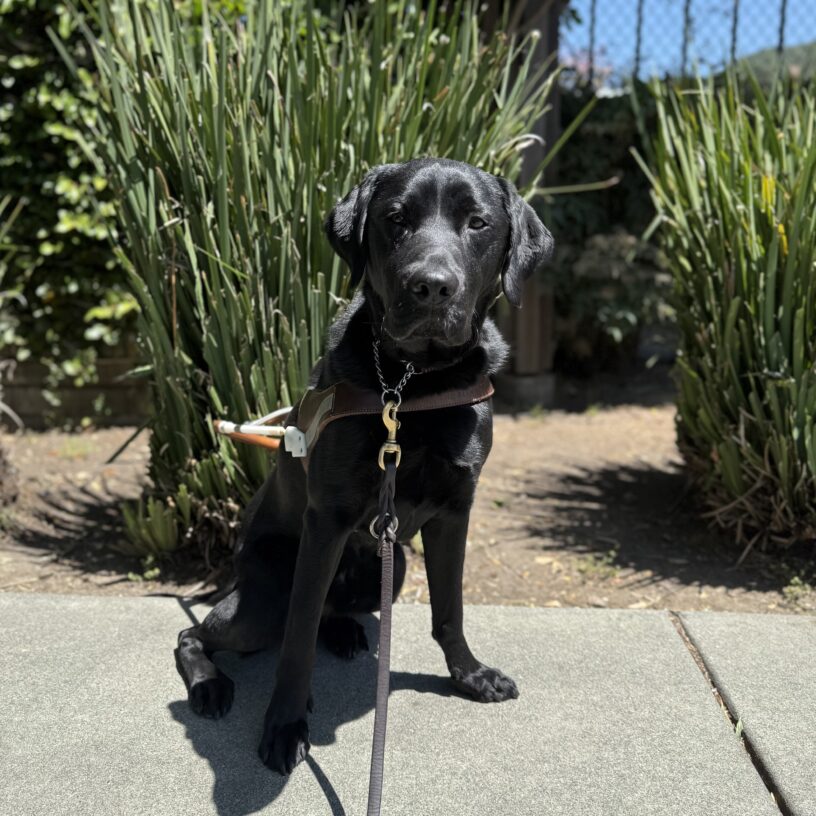 Lonny in harness sitting in front of green foliage.