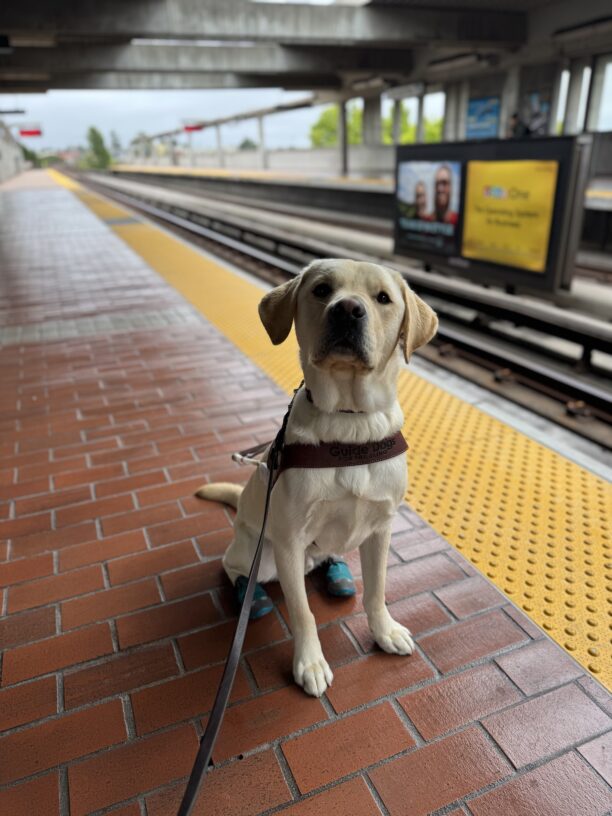 Yellow lab male Alaric sitting on a BART platform in harness with teal booties on his back feet