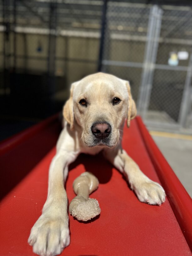 Alaric lying on a red play structure with a bone between his front legs while looking at the camera