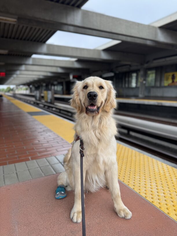 Coated golden cross Mariner sitting in harness on a BART platform with teal booties on his back feet