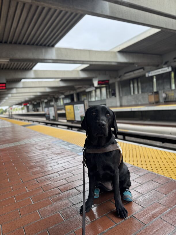 Black lab female Rubina in harness sitting on a BART platform with teal booties on her back feet