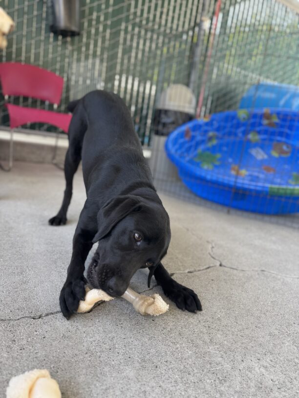 Rubina in a “play bow” position in community run chewing on two bones between her front paws