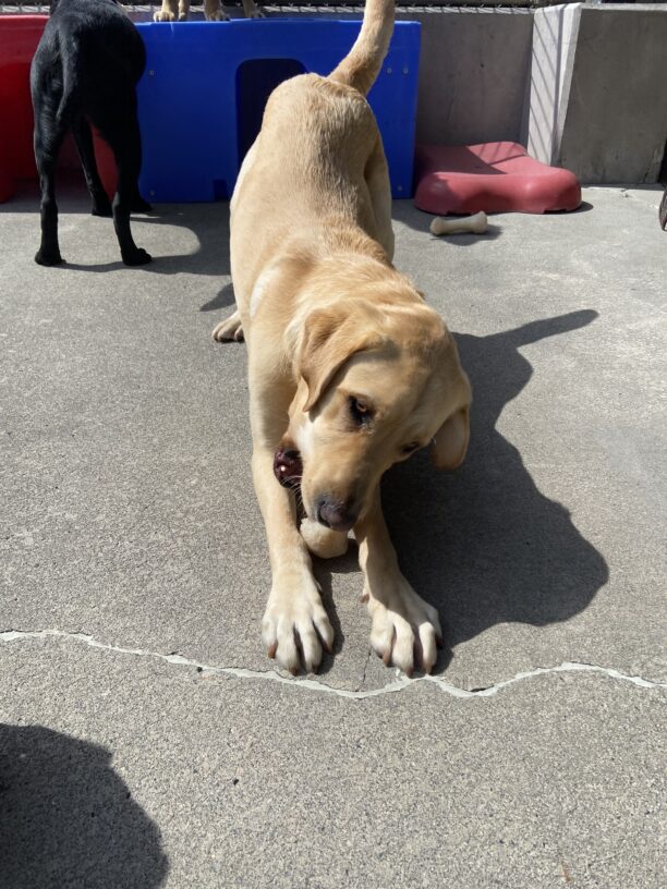 Yellow lab (Scott) chewing on a bone on a beautiful sunny day. While he is chewing on his bone he is in the downward dog position with his rear end up in the air and his front half on the ground.