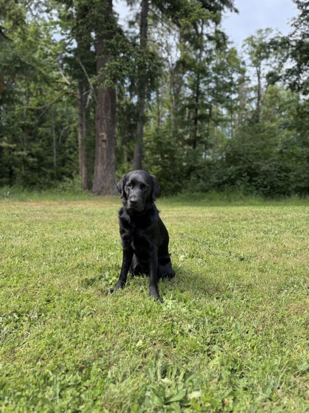 Black cross (Fido) sitting in a grass field, the sun is shining and he stares at the camera waiting for the moment he can use his long legs to zoom around.