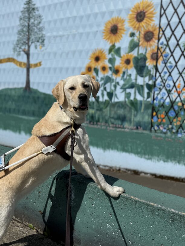 Janalee, a female yellow labrador, wears her leather harness while her front two paws are on a light blue wall with a painted sunflower mural in the back.