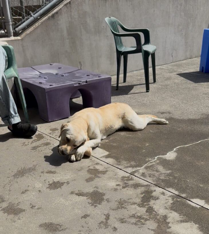 Janalee, a female yellow labrador, lays on the pavement in community run chewing a nylabone.
