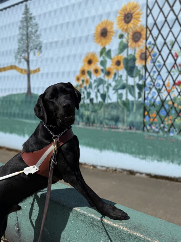 Brady, a male black labrador, wears his leather harness while his front two paws stand up on a light blue cement half wall. There is a sunflower mural behind him.
