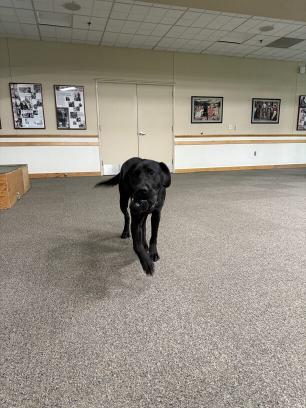 Brady, a male black labrador, trots towards the camera with a kong in his mouth in the visitors center.