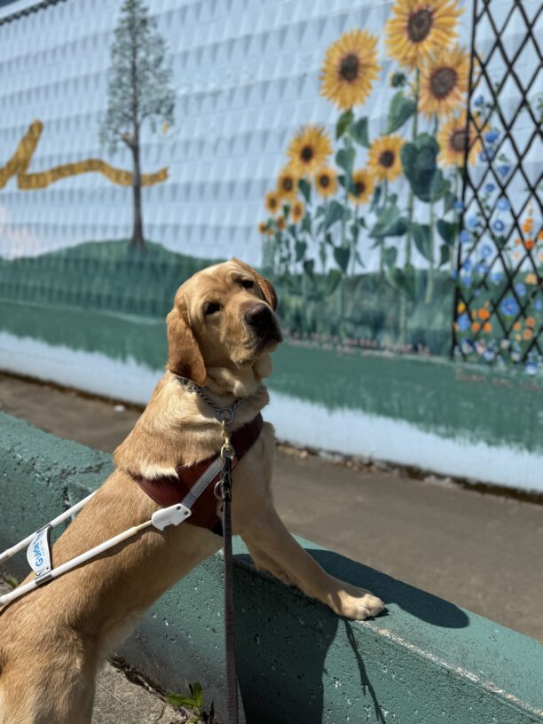 Fornell, a male yellow labrador, stands in harness with his two front paws on a light blue cement half wall with a sunflower mural behind him.