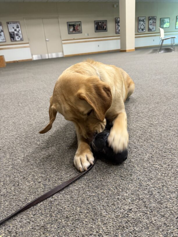 Fornell, a male yellow labrador, lays on carpet in the visitors center while chewing on a kong.