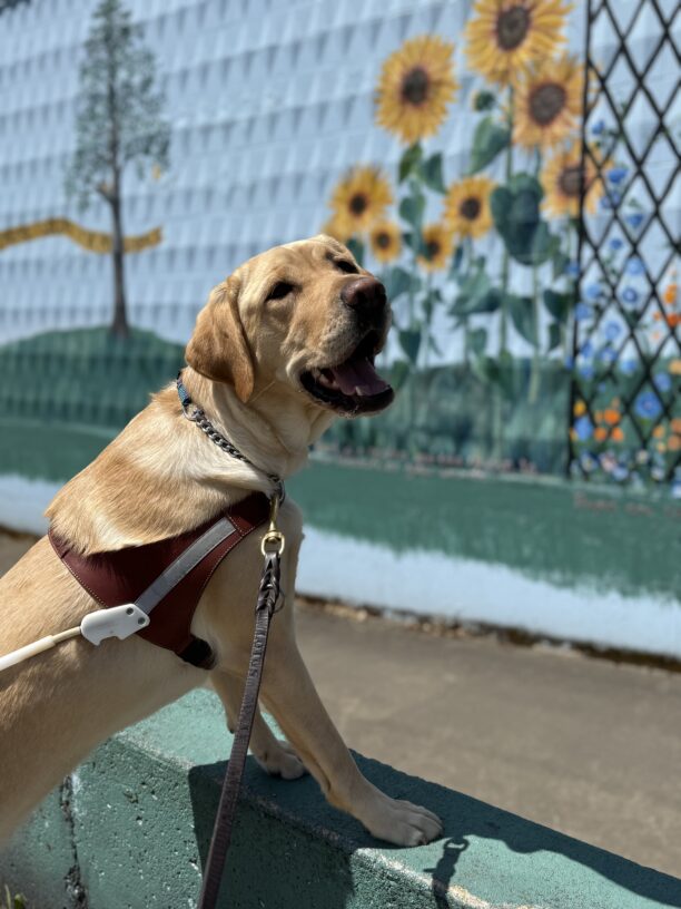 Malaga, a female yellow labrador, stands in harness with her two front paws on a light blue half wall in front of a sunflower mural.