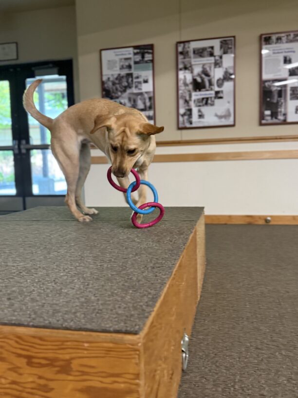 Malaga, a female yellow labrador, bounces around on a carpet platform in the visitors center with her ears flying and a pink and blue 3 ring tug toy in her mouth.