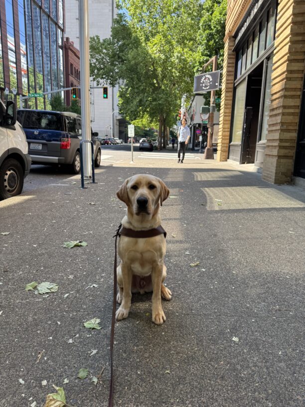 Kragen, a yellow Labrador retriever, is sitting on a sidewalk in downtown Portland in harness. He is looking at the camera. It is a sunny day.
