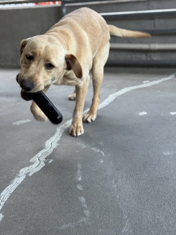 Kragen, a yellow Labrador, is mid stride, wagging his tail in the play area. He is holding a rubber gough nut toy.