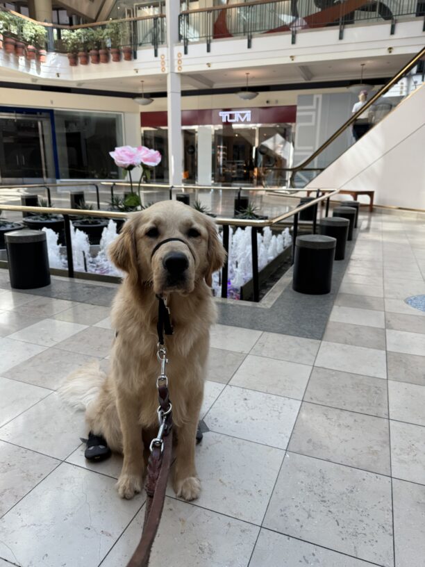 Nairobi sits in harness, booties on his back feet and a head collar in a mall. He is looking at the camera. In the background is a fountain water feature.