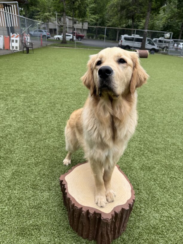 Nairobi, a Labrador golden retriever cross, stands with his front feet on a fake stump in a turf play yard. He is looking at the camera.