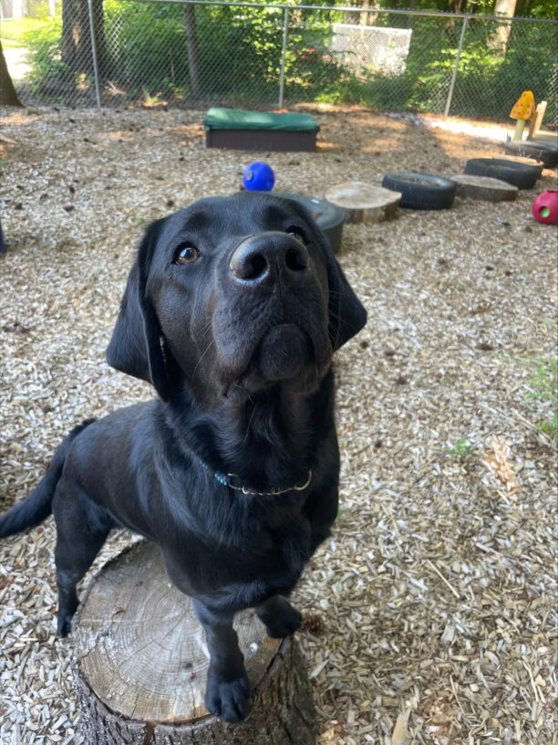 Frank enjoys playtime in one of the sensory yards on the OR campus.  He is looking up at a treat held by his handler and has his front feet up on a wood-round from a tree trunk.
