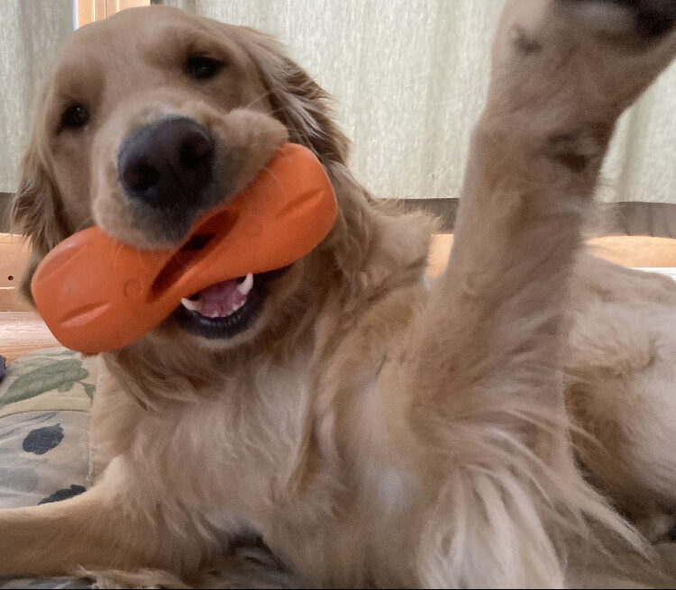 A close up of Meyer with an orange rubber toy in his mouth looking playfully at the camera. He has one paw up as if he’s saying hello!