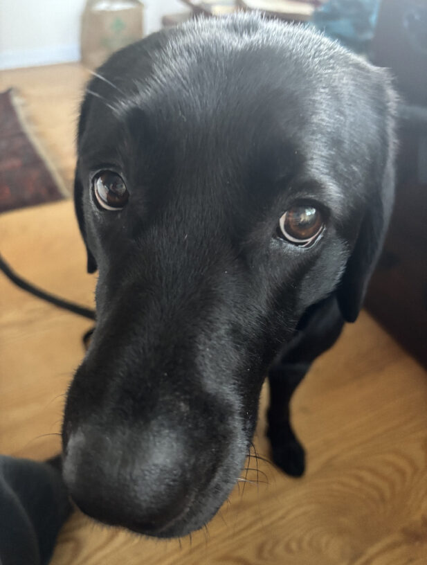 A close up of Groovys face featuring her signature soulful, sweet brown puppy eyes.