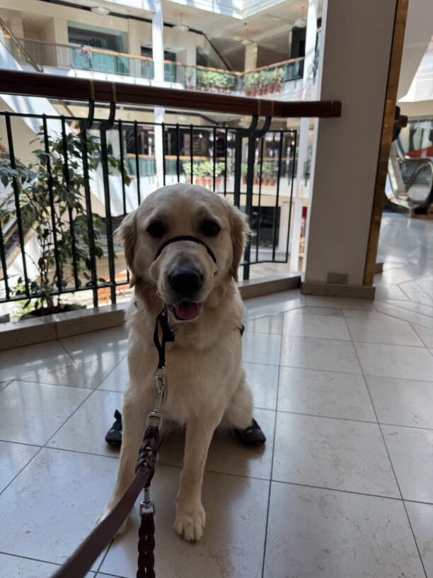 Nuala, a long coated Labrador golden retriever sits on the ground of a mall looking at the camera. She is wearing her harness, a head collar and booties on her back legs.
