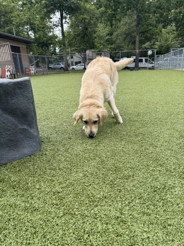 Nuala, a long coated Labrador golden retriever is nose down and tail up while sniffing around in a turf play yard.