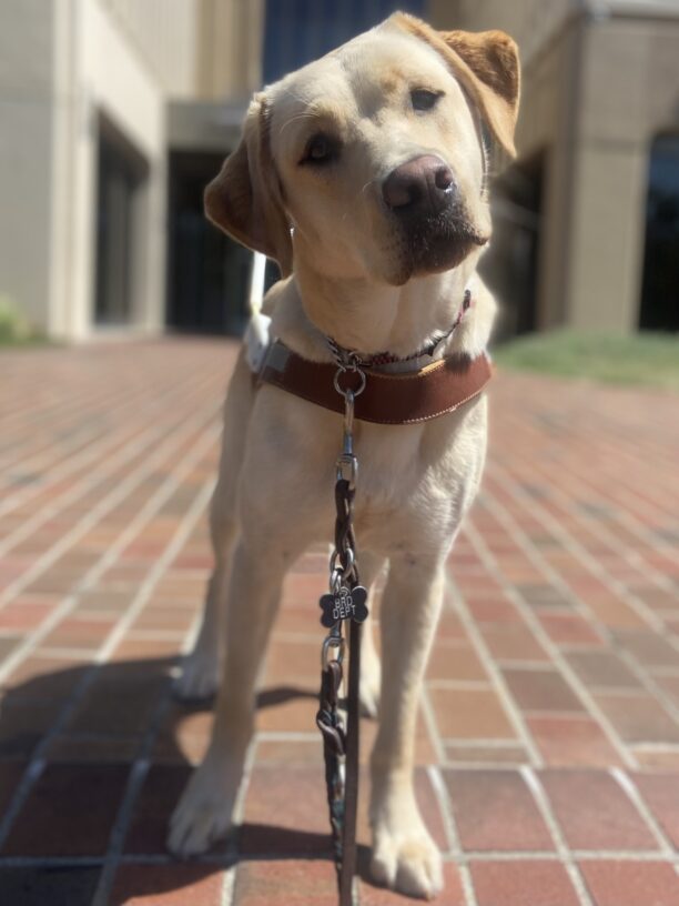 Nessie a yellow Labrador Retriever is standing on a brick pathway with a slight head tilt, looking curious and attentive. She is wearing a brown guide dog harness and leash. Behind the dog are modern buildings with large windows, and some grass is visible to the side. The sun is shining brightly, casting soft shadows.