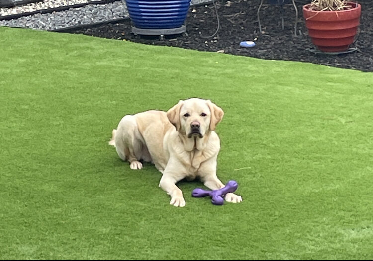 Agent lies in his foster care providers backyard on the green grass. He is looking attentively at the camera with a purple rubber dog toy between his paws.